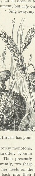 British Library digitised image from page 53 of "Kenneth McAlpine: a tale of mountain, moorland, and sea"