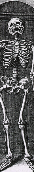 Skeleton Standing in a Small Alcove
