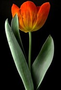 Early Single Tulip