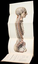 Spinal column organs