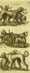 Dogs