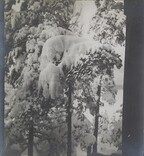 Left stereoscopic print of snowcovered pines in Ruovesi, Finland