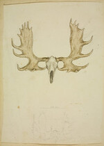[Sketch of moose or cariboo skull and antlers]