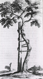 A tree bound to a stake in an effort to correct the curvature of the trunk