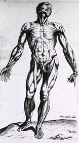 Musculature of the human body