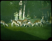 Group of deer feeding on lawn in wooded garden; stone monuments and summer house in mid-ground.