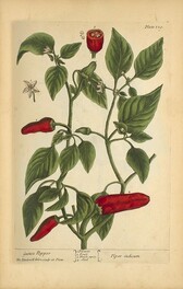 Guinea pepper =: Piper indicum