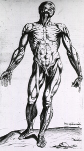 Musculature of the human body