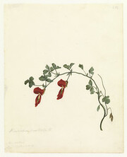 Kennedia prostrata (Running postman) red prostrate creeper by W. Buelow Gould