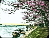 Japanese cherry trees in blossom on grassy bank beside waterways; people strolling under trees; docks and boats with people.