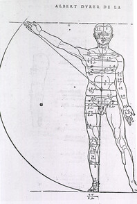Anatomy - Artistic: Illustrations on Correct Proportions of Human Anatomy