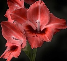 Gladiolus Lâ€™Eclantante