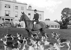 DOGS with Mr. J.P. Longfield M.F.H., Duhallow, Waterloo, Mallow on horse