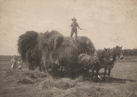 Loading hay, date unknown