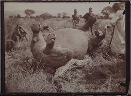 A fallen rhinoceros at camp Kampi ya faru nne, near Tana river in June 1910. ; Photograph 3.