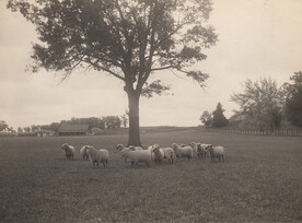 Sheep standing under tree, 1907