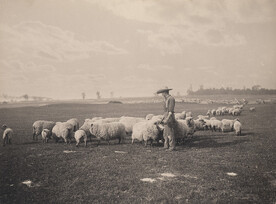 Tending the flock, 1906