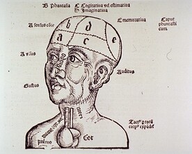 Human head and shoulders, with brain partitioned and labeled