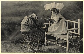 Dog-nursemaid