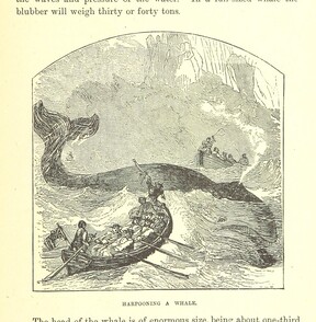 British Library digitised image from page 203 of "Our North Land: being a full account of the Canadian North-West and Hudson's Bay Route, together with a narrative of the experiences of the Hudson's Bay Expedition of 1884 ... Illustrated, etc"