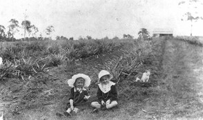 Two children seated at the end of a row of plants at Atthow's pineapple farm, Lindum, Brisbane, 1914