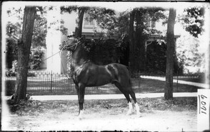 Horse standing on lawn in front of residence 1904