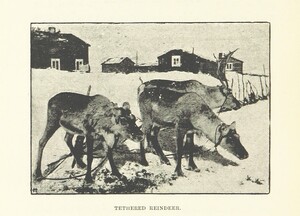 British Library digitised image from page 196 of "Under the Rays of the Aurora Borealis: in the land of the Lapps and KvÃ¦ns [Translated from the Norwegian and] edited by C. Siewers"