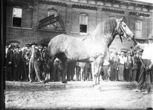 Dappled horse at Oxford Street Fair 1912