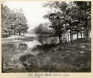 In Gage's Wood, Oct 21, 1900.