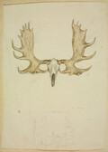 [Sketch of moose or cariboo skull and antlers]