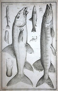 [Pike and other fish]