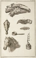 TÃªtes de cheval