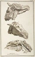 TÃªtes angiologiques de cheval