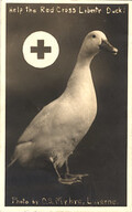 Help the Red Cross liberty duck!