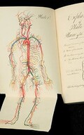 Plan of the aortic system