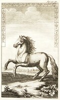 DiffÃ©rentes parties d'un cheval
