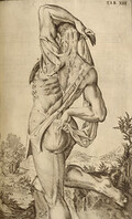 Standing flayed cadaver, rear view]