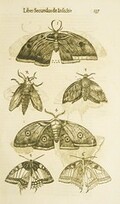 Moths and butterflies