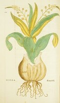 Scilla =: Meerzwibel
