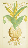 Scilla =: Meerzwibel
