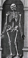 Skeleton Standing in a Small Alcove