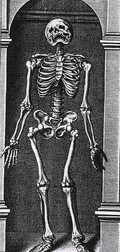 Skeleton Standing in a Small Alcove