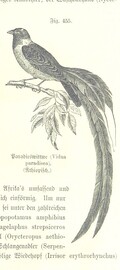 British Library digitised image from page 1061 of "Unser Wissen von der Erde. Allgemeine Erdkunde und LÃ¤nderkunde, herausgegeben unter fachmÃ¤nnischer Mitwirkung von A. Kirchhoff"