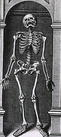 Skeleton Standing in a Small Alcove