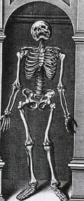 Skeleton Standing in a Small Alcove