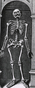Skeleton Standing in a Small Alcove