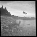 Dog on the beach