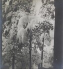 Left stereoscopic print of snowcovered pines in Ruovesi, Finland