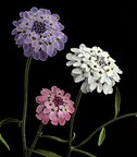 Annual Candytuft