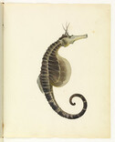 Sea horse